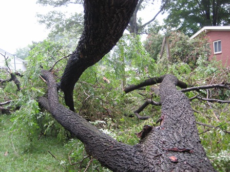 Storm Damaged Tree